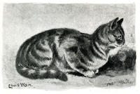 Mrs Herring’s Silver Tabby Cat Lady Godiva, Who Won 1st Prize at the Crystal Palace Cat Show
