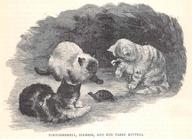 Tortiseshell, Siamese, and Red-Tabby Kittens