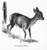 Manchurian Deer