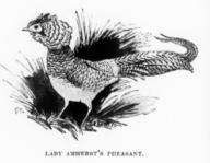 Lady Amherst's Pheasant
