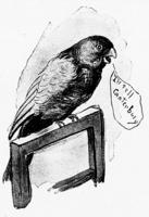 5066 - 1892 1subject bird black_and_white book book_cat-o-one-tail caption meta_needscrop profile realistic