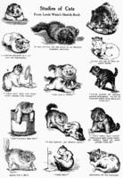 Studies of Cats