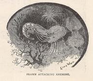 Prawn Attacking Anemone